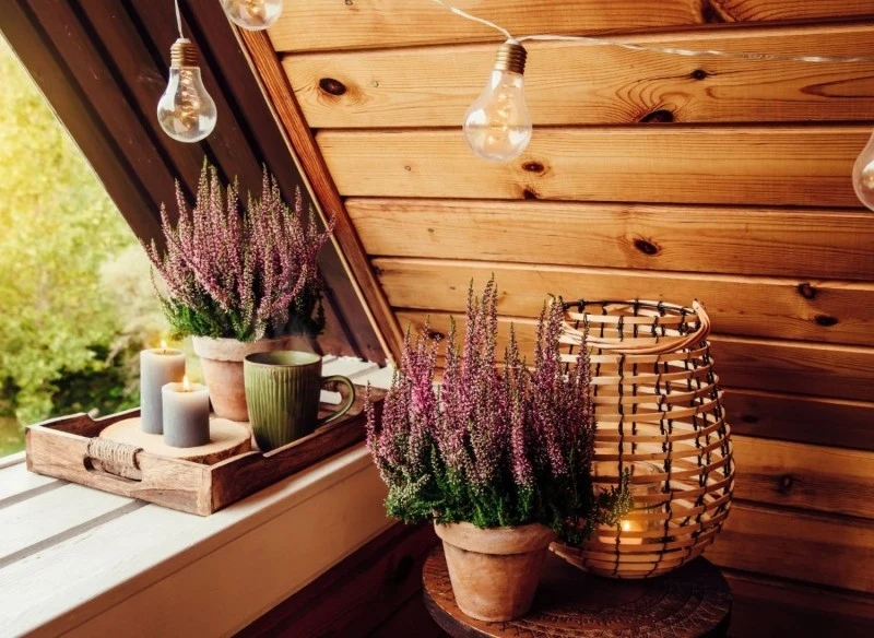 Czy faktycznie wrzos może przynosić nieszczęście i skąd wziął się ten przesąd