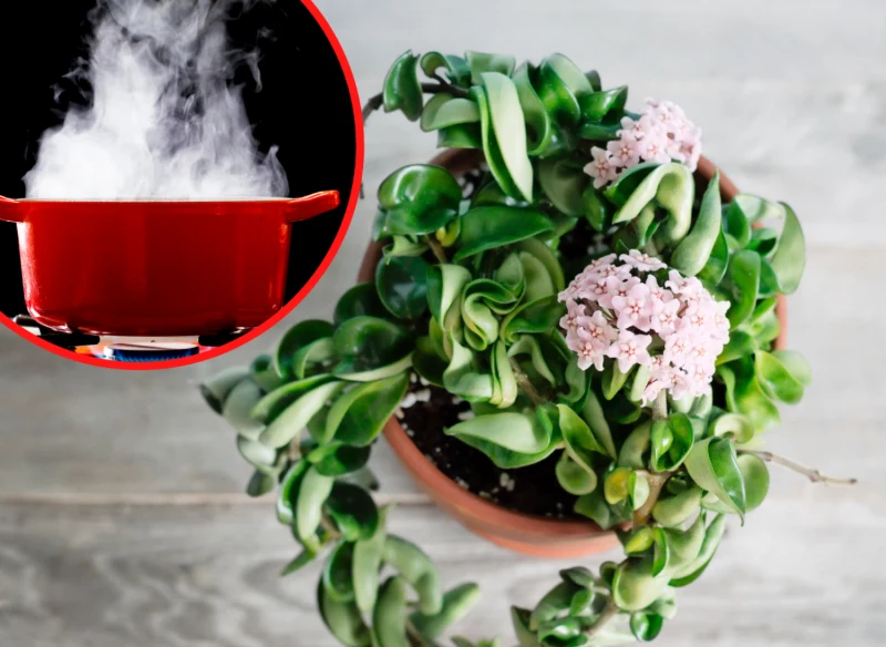 Ciekawym sposobem na pielęgnację hoi jest "gorąca łaźnia"