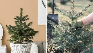 Jak przesadzić choinkę z doniczki do gruntu? Sprawdź!