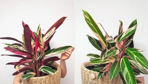 Nazwa ctenanthe pochodzi od greckich słów: grzebień (ktenos) i kwiat (anthos).