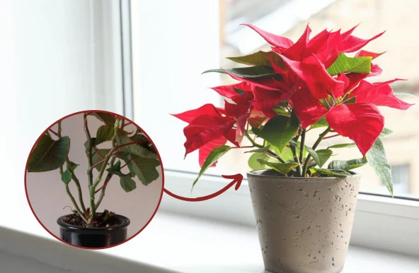 Gwiazda betlejemska to klasyczna, efektowna ozdoba świąteczna – aby cieszyła swoim wyglądem przez tych kilka dni w roku, należy o nią zadbać