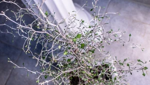 Corokia ma dostojny pokrój, dzięki czemu doskonale będzie prezentować się w salonie, a także gabinecie. Odpowiednio o nią zadbaj, a odwdzięczy się pięknym wyglądem.