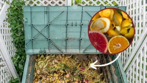 Czy można kompostować odpadki cytrusowe? Jeśli tak, to w jaki sposób? Podpowiadamy!