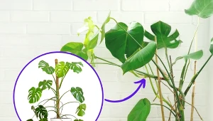 Monstera lubi umiarkowane temperatury i nie marznie nawet przy 15 stopniach Celsjusza.