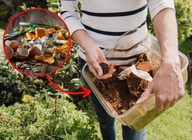 Cytrusy, tak jak każdy odpad roślinny, mogą być kompostowane