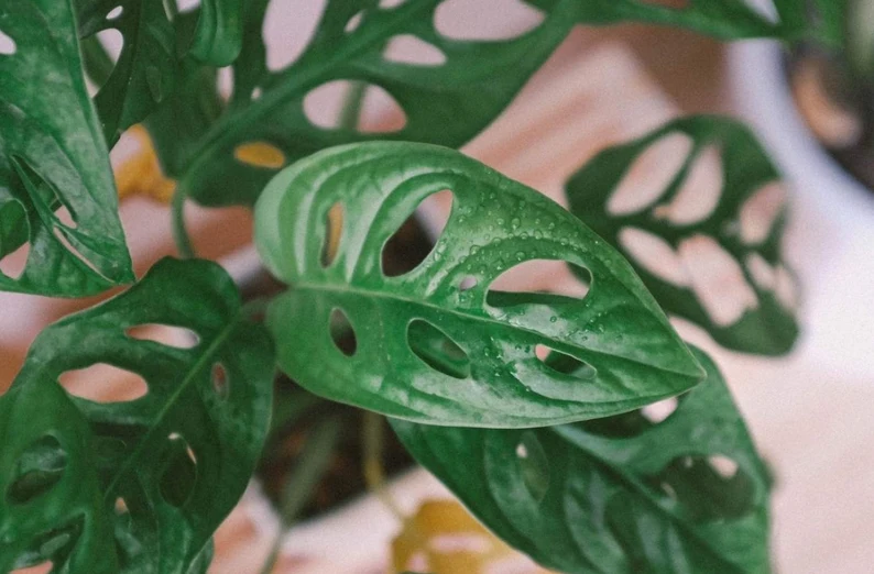 Monstera monkey mask nie jest trudna w uprawie