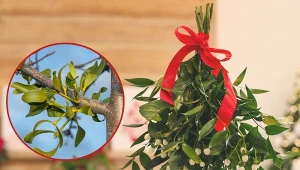 Jak dbać o jemiołę pospolitą? Rośliny nie trzeba ani podlewać, ani nawozić.