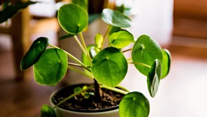 Pieniążek nie jest wymagającą rośliną, ale trzeba zachować pewne zasady, aby dobrze rósł. Fot. 123RF.com/Pexels