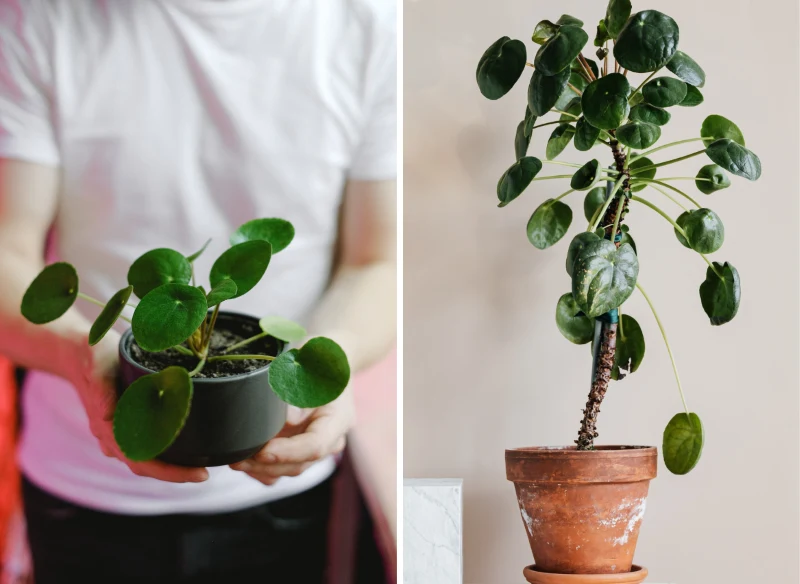 Właściwie pielęgnowany pieniążek z czasem może osiągnąć pokaźne rozmiary