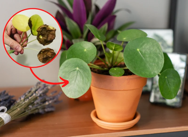 Liście pieniążka żółkną, kiedy roślina ma za mało słońca lub jest przelana