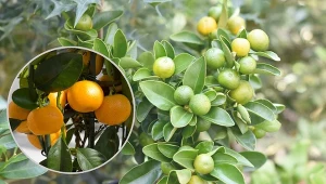 Owoce miniaturowej pomarańczy ze względu na smak raczej nie są spożywane bezpośrednio, ale duże znaczenie ma ich sok.