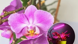 Sposobem na to, aby w miesiącach, gdy dostęp do naturalnego światła jest mocno ograniczony, nadal zapewniać roślinom dobre warunki, może być ich sztuczne doświetlanie.