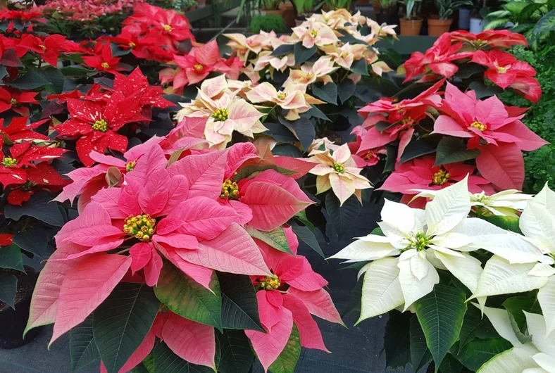 Cieniowanie gwiazdy betlejemskiej sprawi, że będzie cieszyć oko na Boże Narodzenie