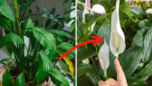 Domowe mikstury stymulują kwitnienie skrzydłokwiatów. Fot. 123RF.com/Canva Pro: straitel