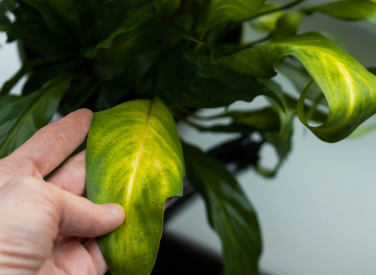 Żółte liście skrzydłokwiatu mogą świadczyć o przesuszeniu rośliny