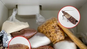 Mole spożywcze to prawdziwa zmora domowników.