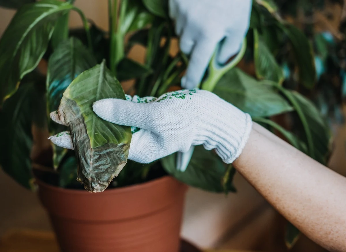 Przenawożenie skrzydłokwiatu jest bardzo niebezpieczne i najczęściej dochodzi do niego zimą
