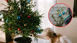 Choinka w doniczce to dobry pomysł na bożonarodzeniowe drzewko.