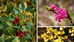 Zimowy ogród mogą przyozdobić krzewy. Jakie gatunki warto zasadzić?