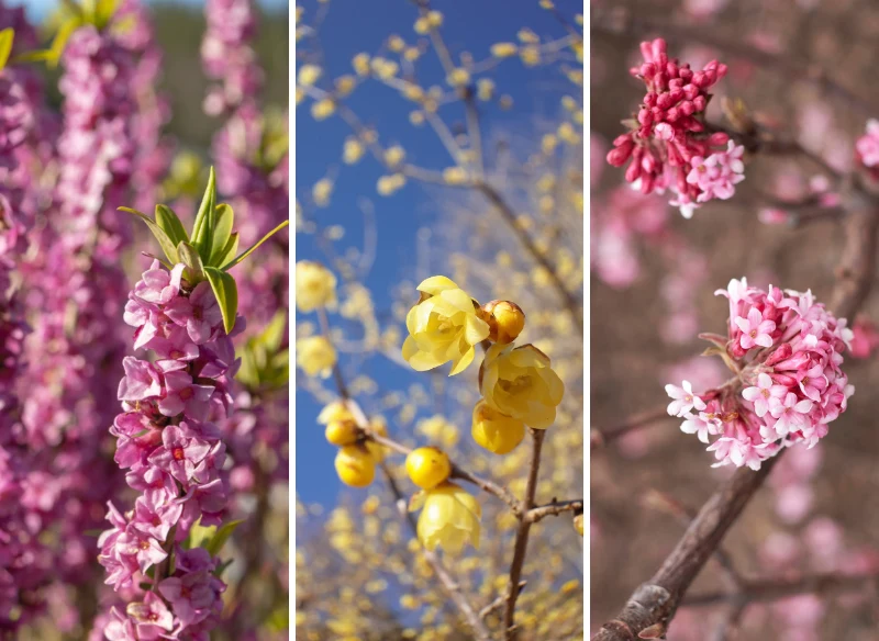 Najpiękniejsze krzewy zimowe pięknie wpasują się w śnieżny krajobraz