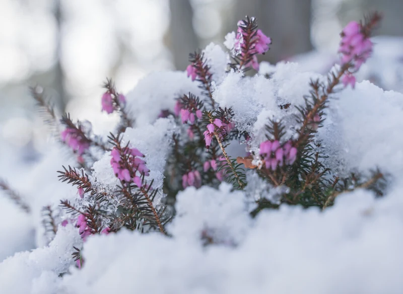 Wrzosiec krwisty wyróżnia się dzięki delikatny różowo-fioletowym kwiatkom