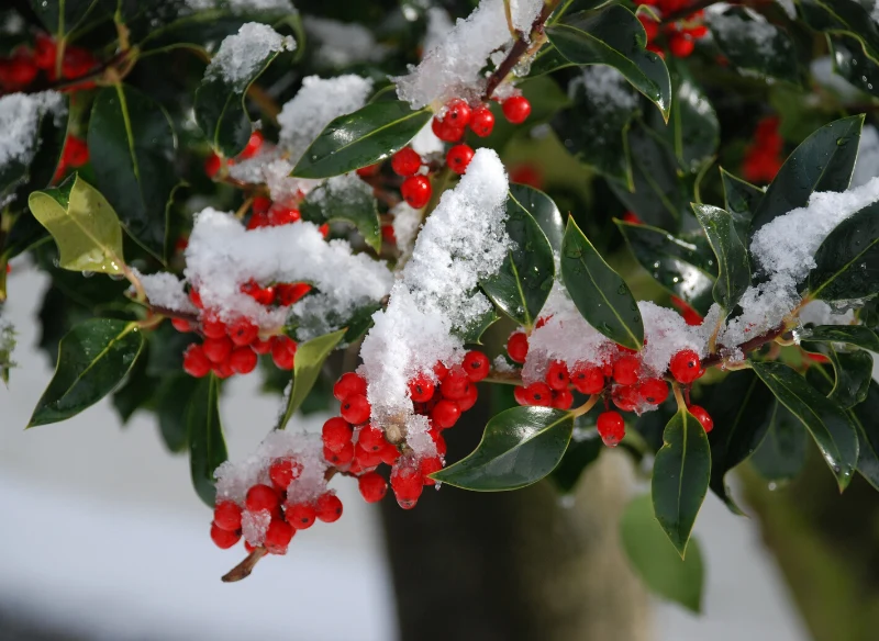 Ostrokrzew jest symbolem zimy i świąt