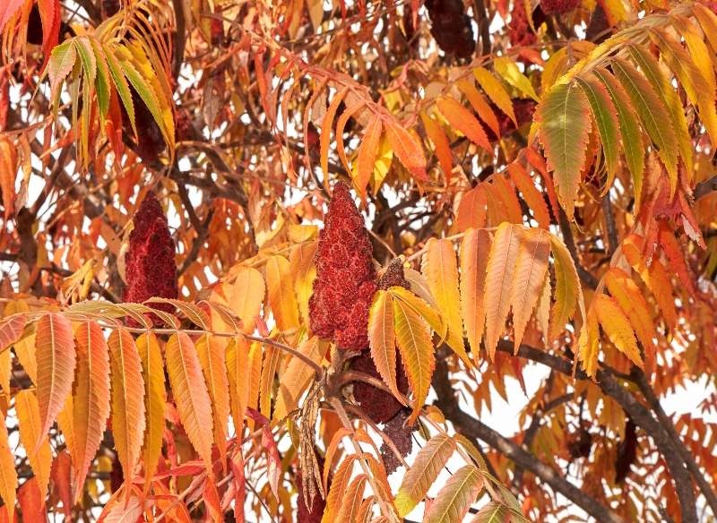 Sumak octowiec ma wyjątkowy kolor