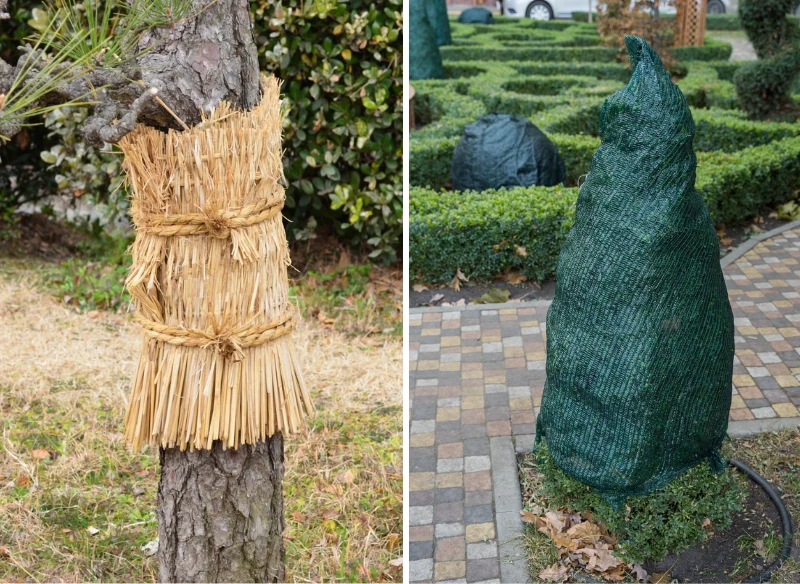 Na okres zimowy warto okrywać krzewy, a zwłaszcza te zimozielone