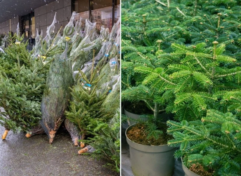 Jaka choinka będzie dla ciebie lepsza – cięta czy w doniczce