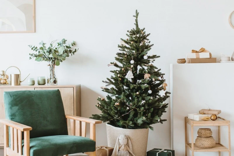 Choinka nie lubi zbyt wysokich temperatur, dlatego należy ją umieścić z dala od różnych źródeł ciepła
