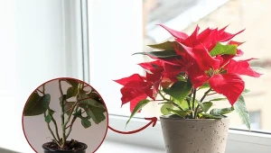 Gwiazda betlejemska to klasyczna, efektowna ozdoba świąteczna – aby cieszyła swoim wyglądem przez tych kilka dni w roku, należy o nią zadbać.