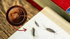 Aby pozbyć się rybików cukrowych, postępuj według naszych wskazówek.