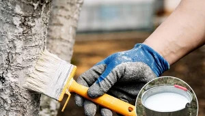 Bielenie drzew owocowych to jeden z ważniejszych zabiegów w sadzie.