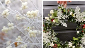 Zdobi ogród prawie cały rok. Uprawa śnieguliczki nie jest trudna, ale uważaj na jej owoce