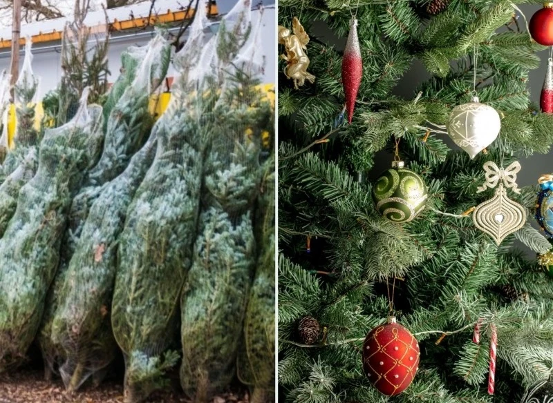 Jednym z najdroższych dekoracyjnych świątecznych drzew jest jodła kaukaska