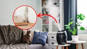 Przesadne korzystanie z nawilżacza powietrza może powodować powstawanie pleśni.