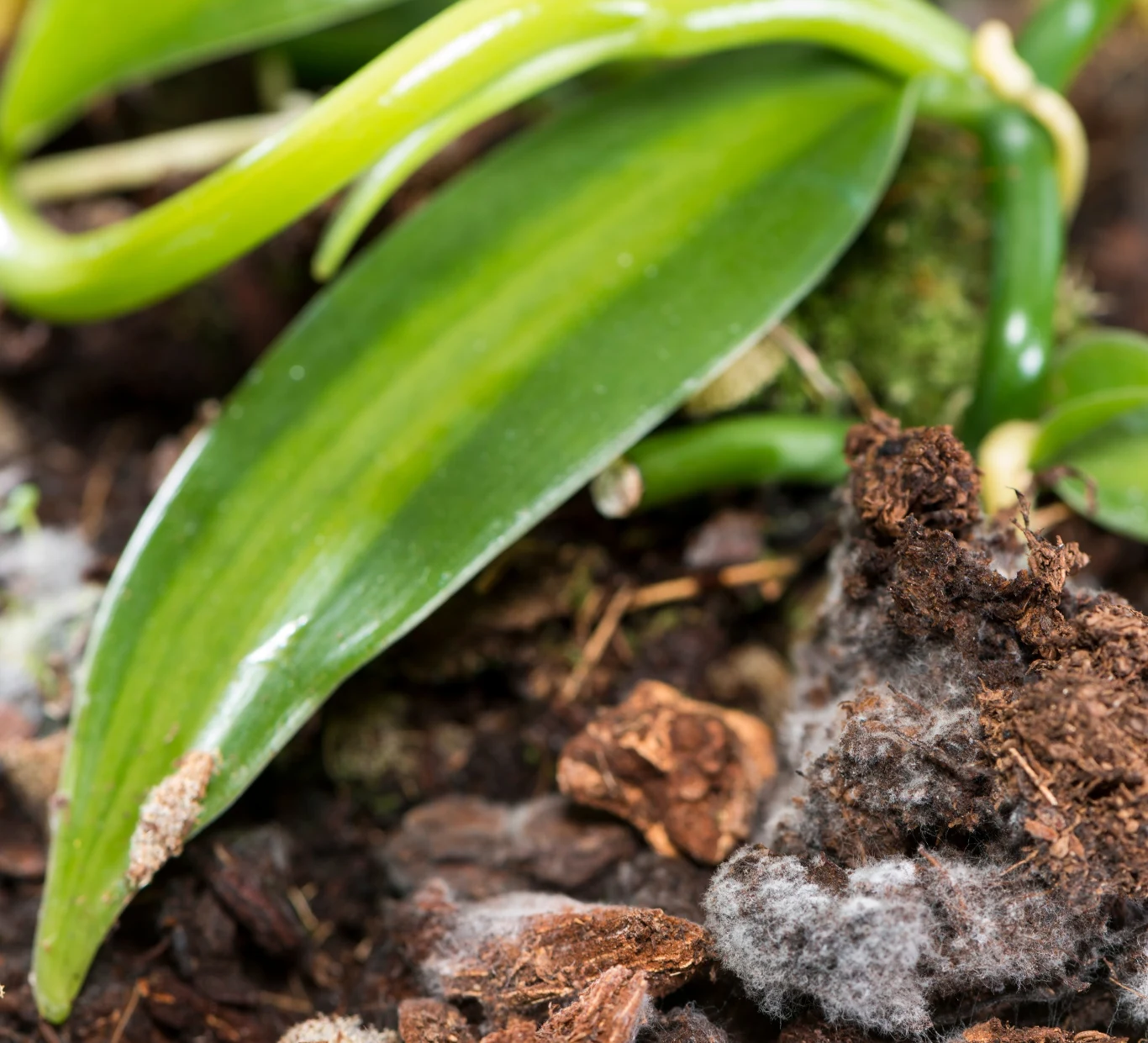 Biały nalot na ziemi świadczy o infekcji grzybowej