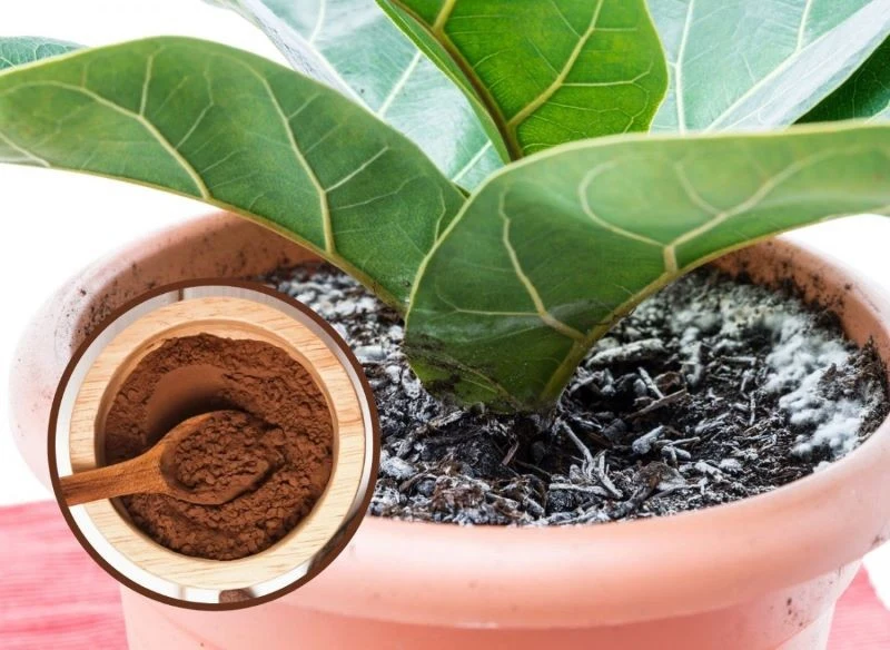 Biały nalot na ziemi w doniczce to częsty problem, z którym borykają się właściciele roślin domowych