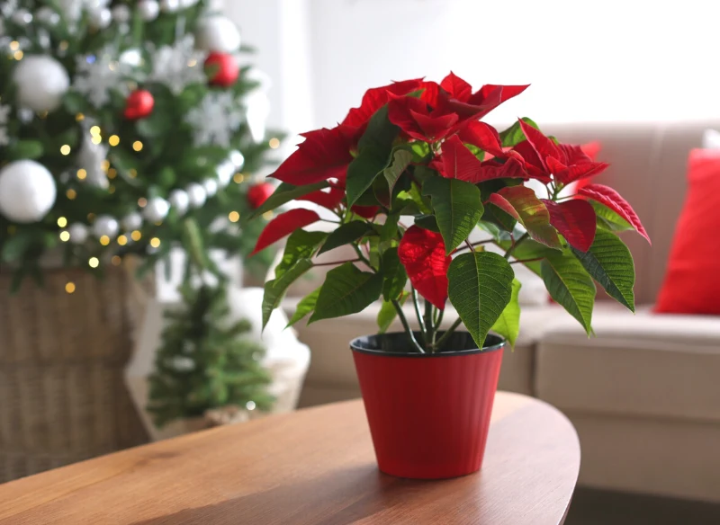 Gwiazda betlejemska to symbol Bożego Narodzenia