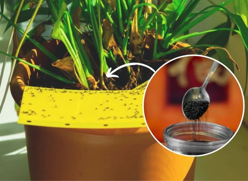 Ziemiórki to czarne muszki , które latają nad ziemią naszych domowych roślin doniczkowych