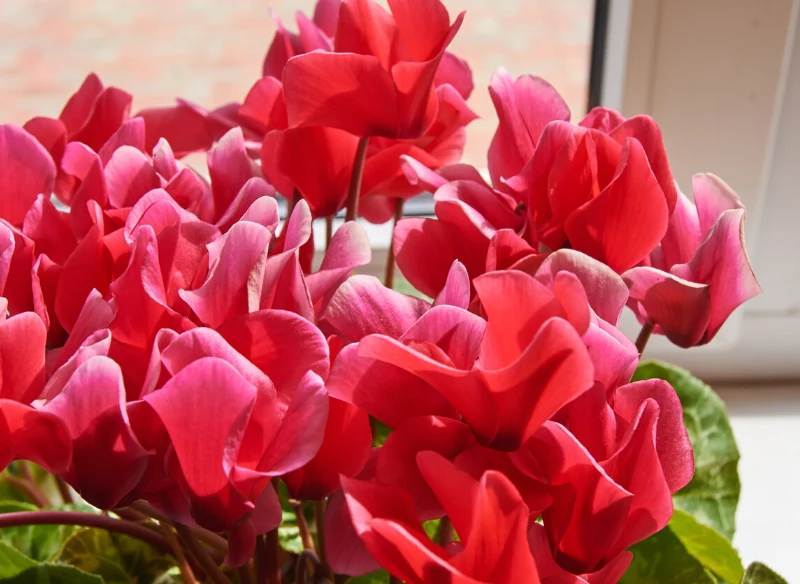 Ciekawym urozmaiceniem będzie cyklamen perski