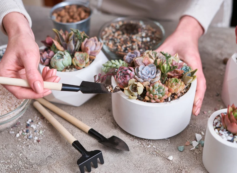 Stwórz ciekawe kompozycje, wykorzystując różne odmiany eszewerii