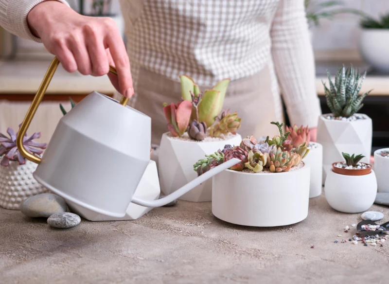 Podczas podlewania eszewerii pamiętaj, żeby nie zamoczyć liści