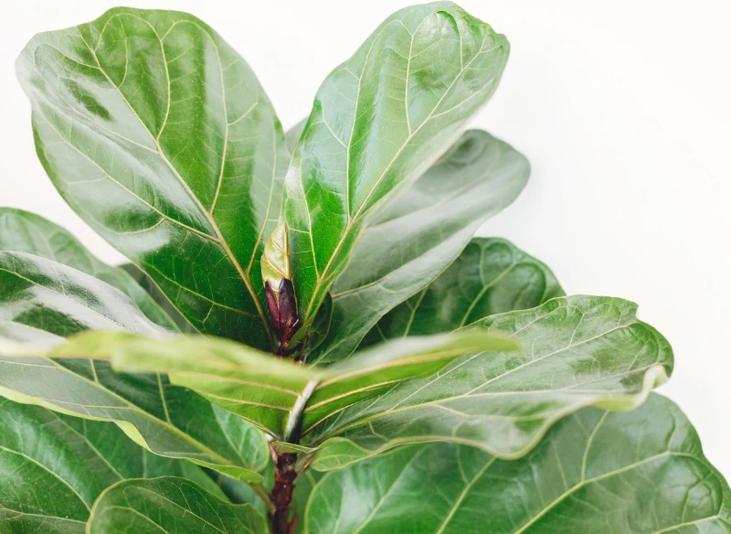 Liście figowca lirolistnego mają charakterystyczne białe unerwienie