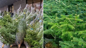 Jaka choinka będzie dla ciebie lepsza – cięta czy w doniczce?