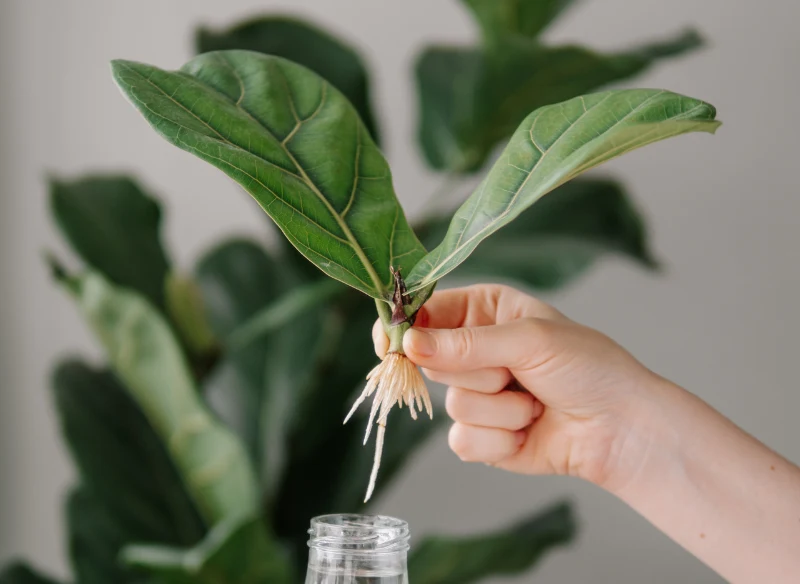 Sadzonki figowca można wykonać samemu, wystarczy odciąć zdrewniały pęd i wsadzić go do wody