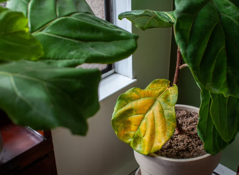 Przelany figowiec będzie miał żółte liście, które będzie gubił