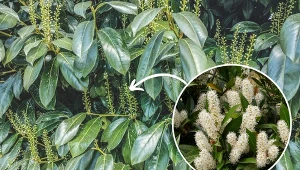 Laurowiśnia wschodnia ma ciemnozielone liście przypominające liście laurowe.