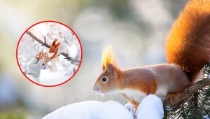 Dokarmianie wiewiórek zimą pomaga im przetrwać, jeśli zgromadzony wcześniej pokarm zalega pod warstwą śniegu (zdjęcie poglądowe)