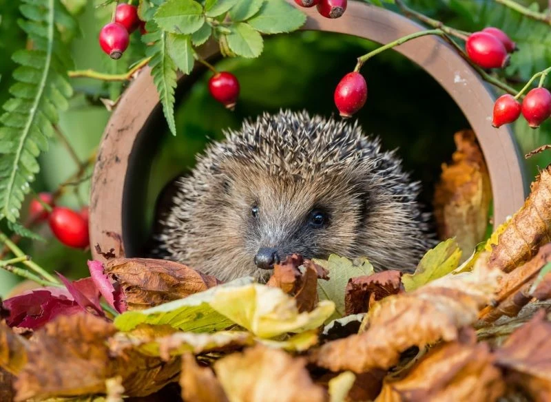 Dlaczego warto mieć jeże w ogrodzie